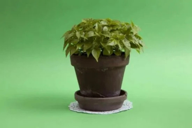 123RF Plantenfotografie